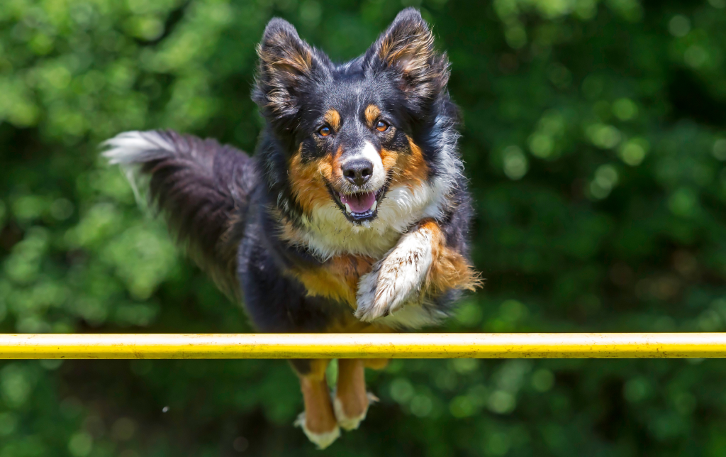 agility para perros en parques caninos