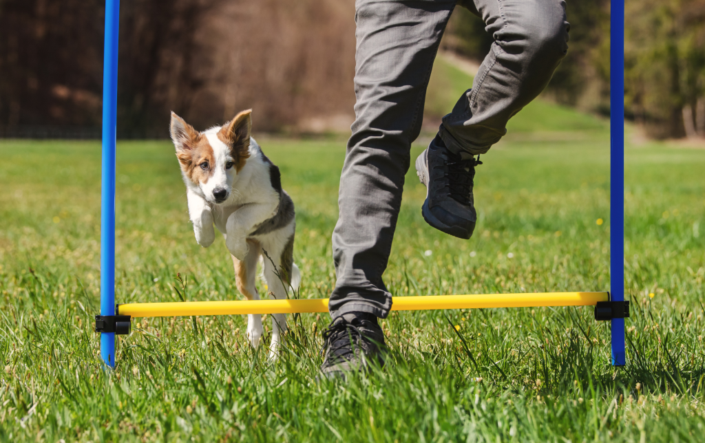 perro saltando en parque de agility para perros