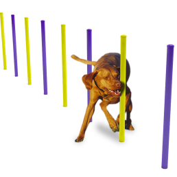 01 circuito canino agility agy 08 slalom uai