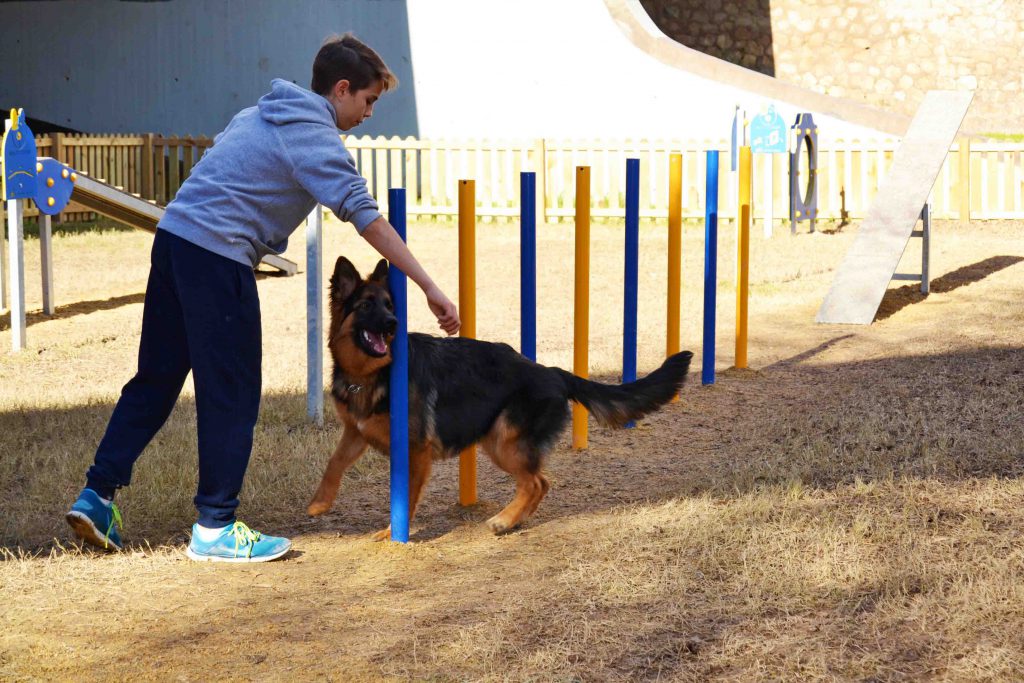 agility perros, parque canino de Mobipark