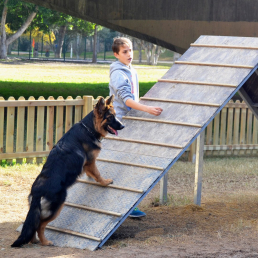 7 Circuito Canino e1667891748144 uai