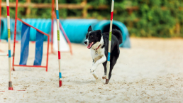 equipamiento agility perros