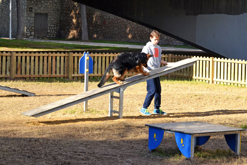 dog crossing seesaw in dog agility course