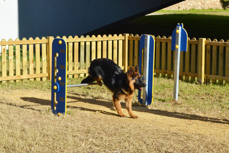 dog jumping obstacle in dog agility course