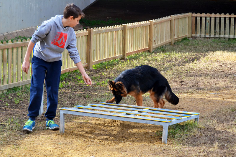 dog playing with child in dog agility course